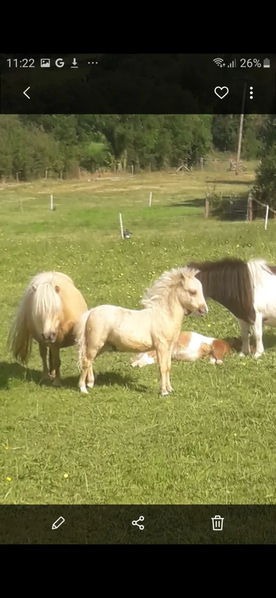 Miniature Colt Foal. - Image 4