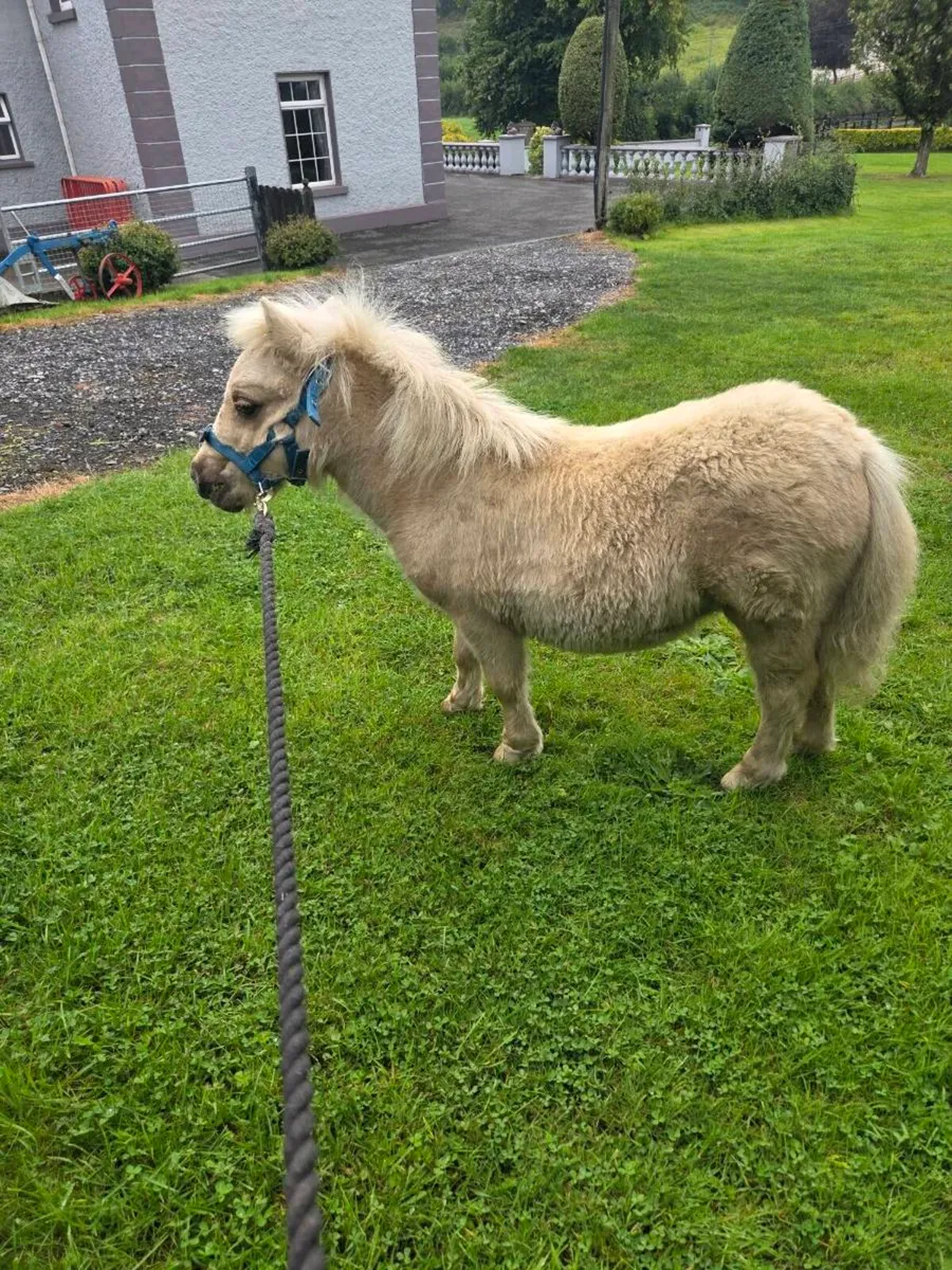 Miniature Colt Foal. - Image 1