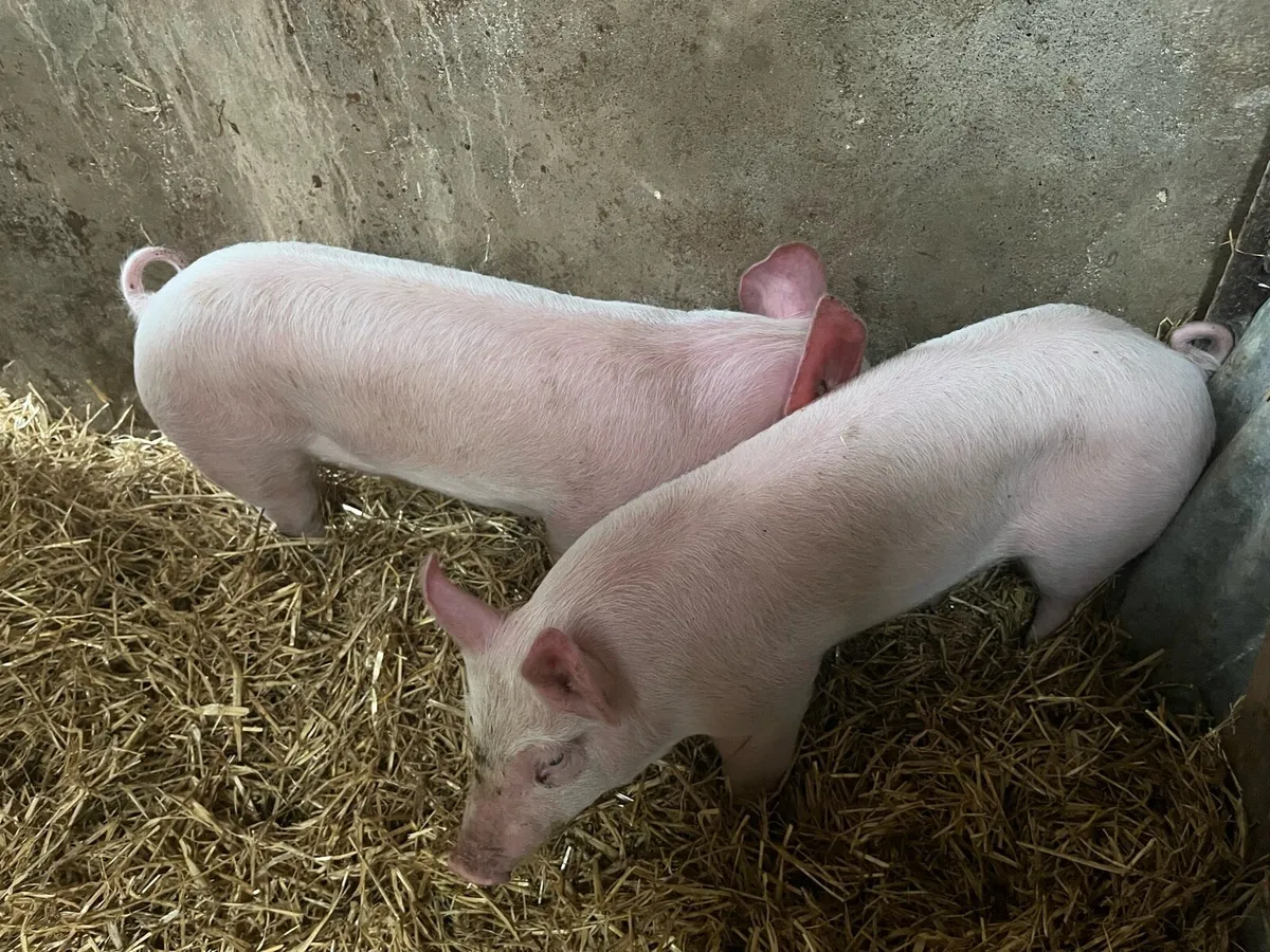 Pigs, weiner piglets - Image 2