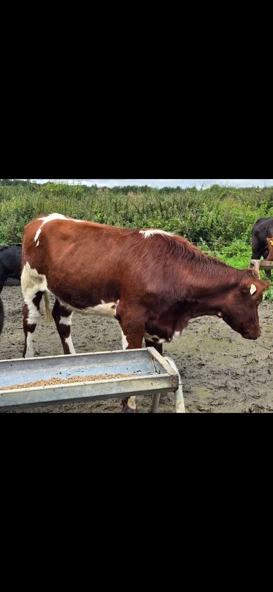 Pedigree Shorthorn Heifers - Image 2