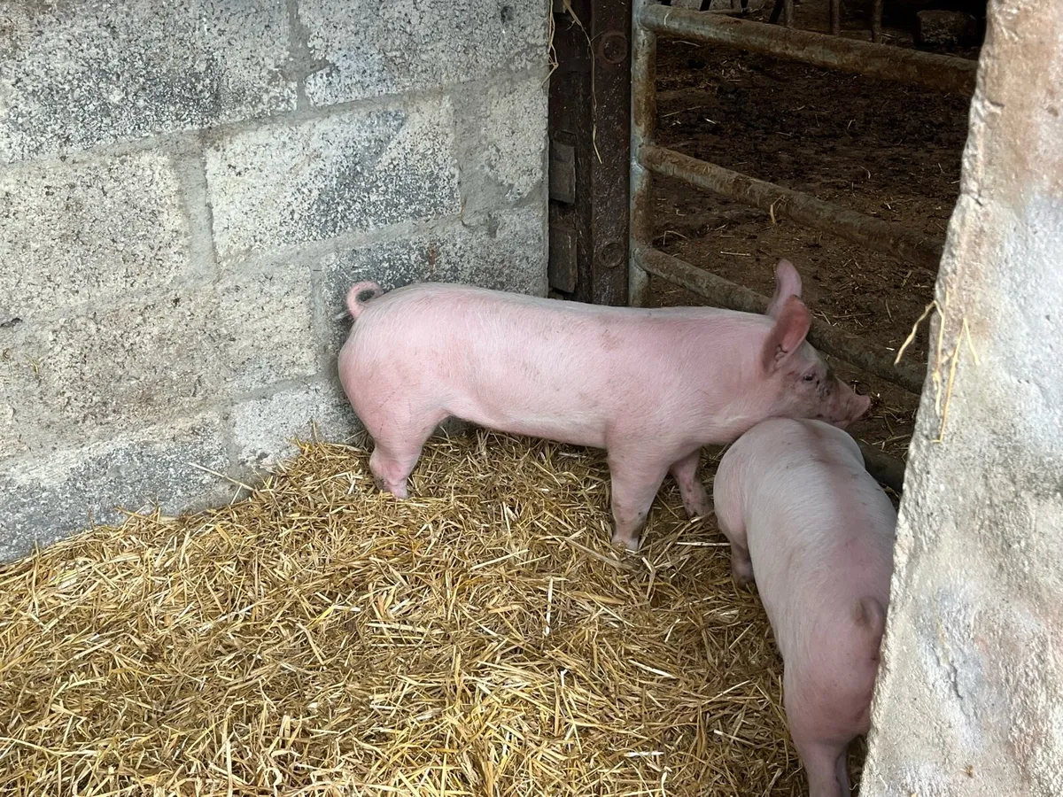 Pigs, weiner piglets - Image 1