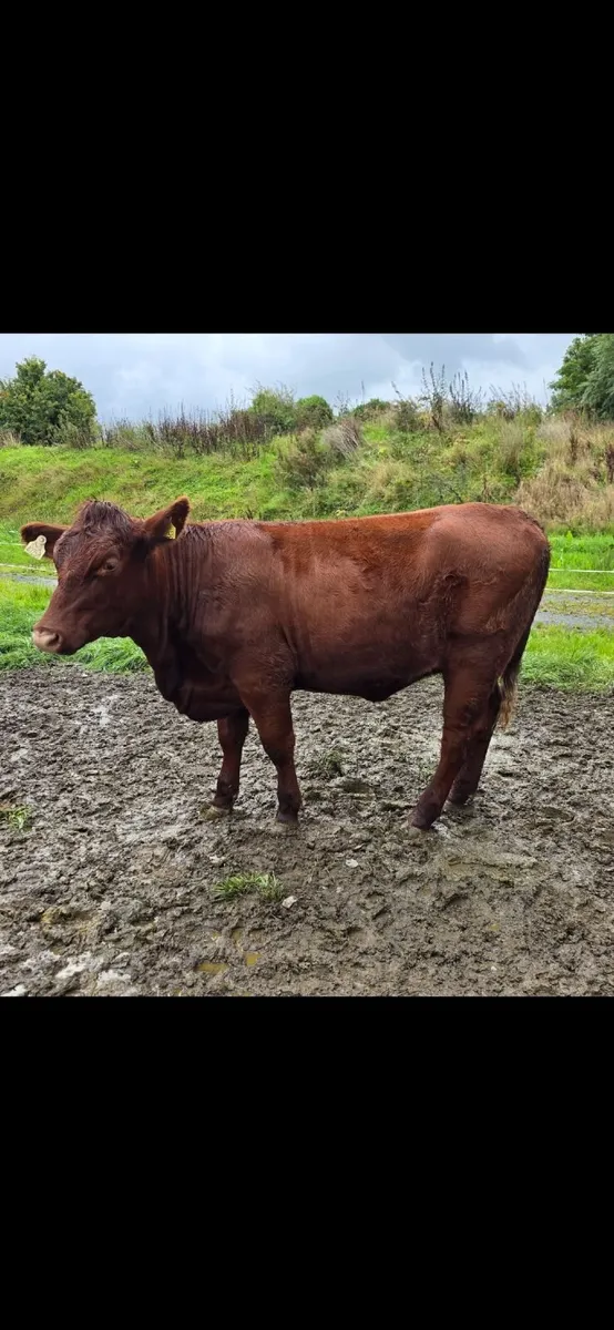 Pedigree Shorthorn Heifers - Image 3