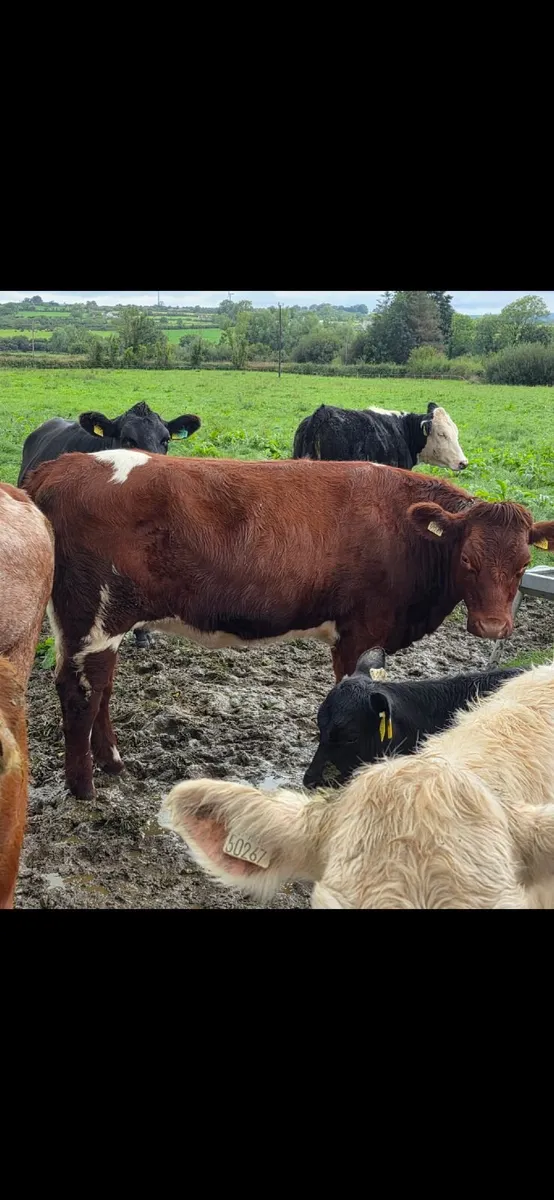 Pedigree Shorthorn Heifers - Image 4
