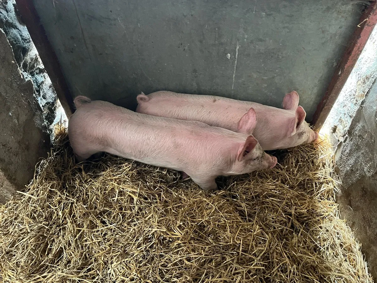 Pigs, weiner piglets - Image 3