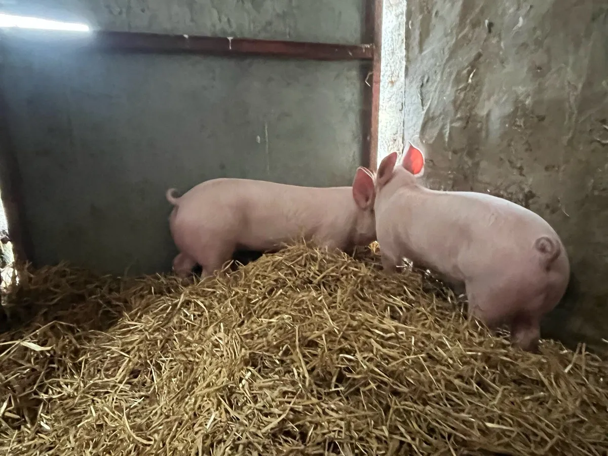 Pigs, weiner piglets - Image 4