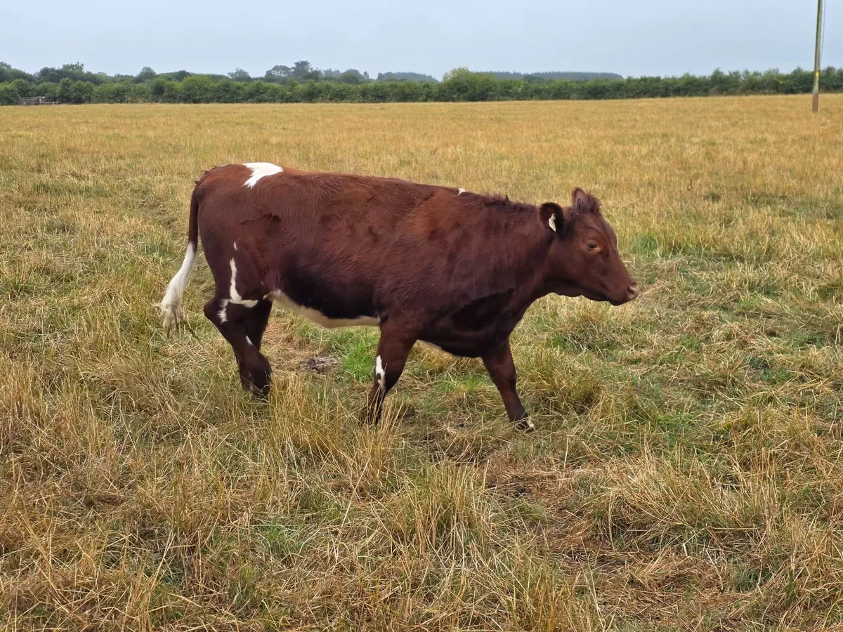 Pedigree Shorthorn Heifers - Image 1
