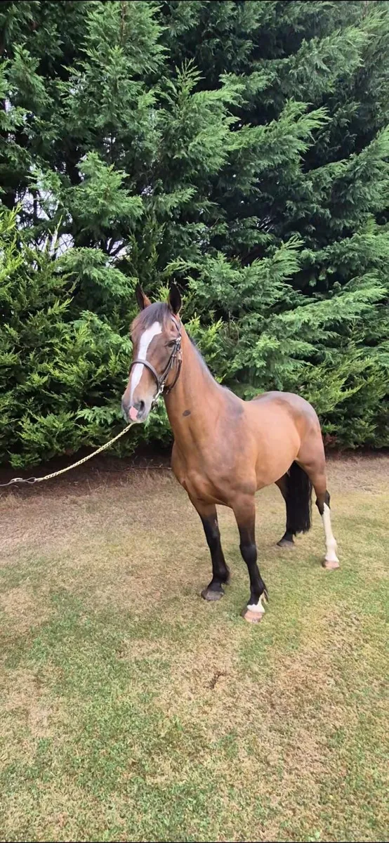 15HANDS, GELDING,  EXTREMELY QUIET - Image 1