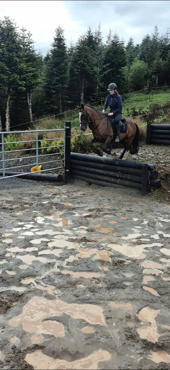 15HANDS, GELDING,  EXTREMELY QUIET - Image 2