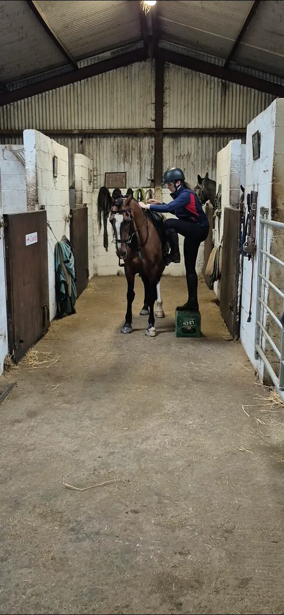 15HANDS, GELDING,  EXTREMELY QUIET - Image 3