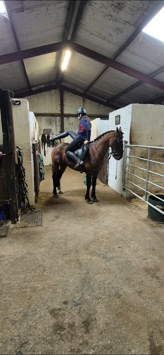 15HANDS, GELDING,  EXTREMELY QUIET - Image 4