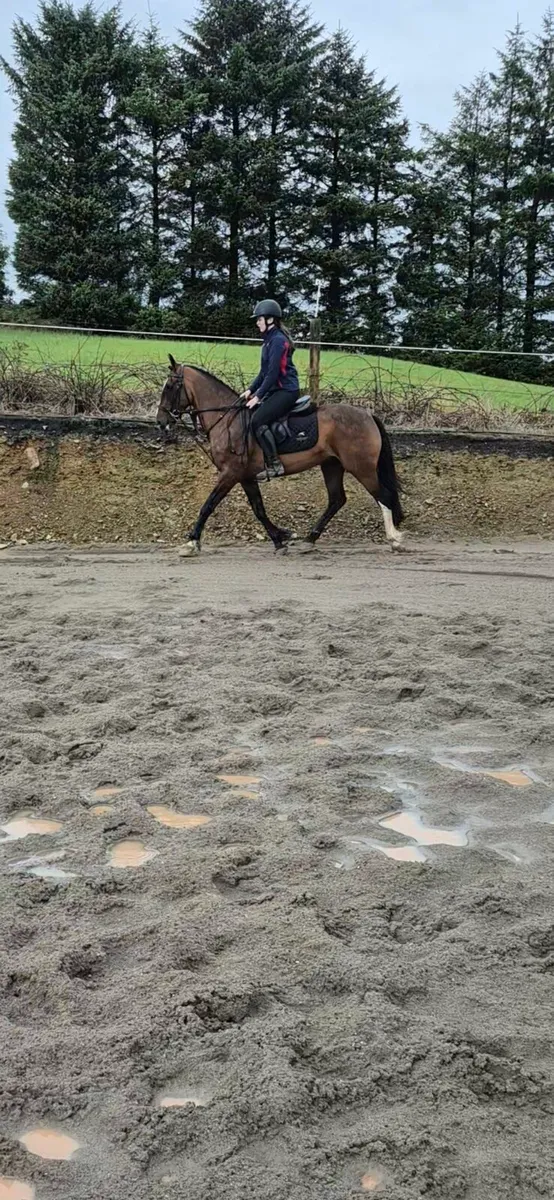 6 YEAR OLD GELDING,  EXTREMELY QUIET  HUNTED - Image 3