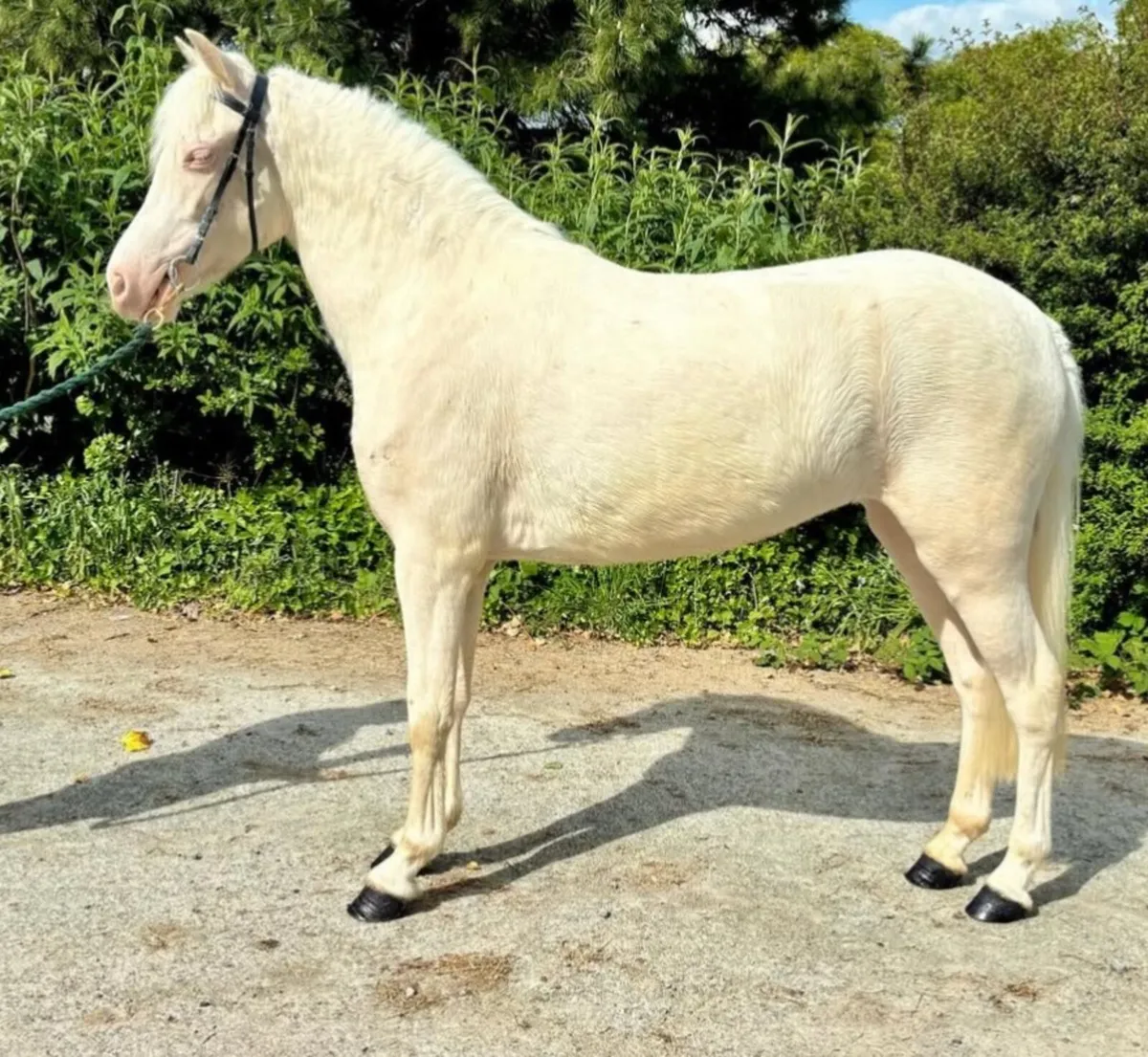 Ardgarry Cremello - Image 1