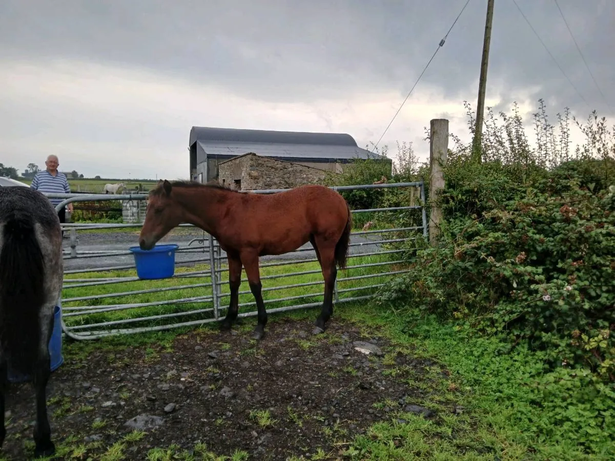 Foal - Image 2