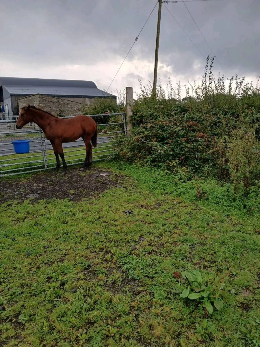 Foal - Image 3