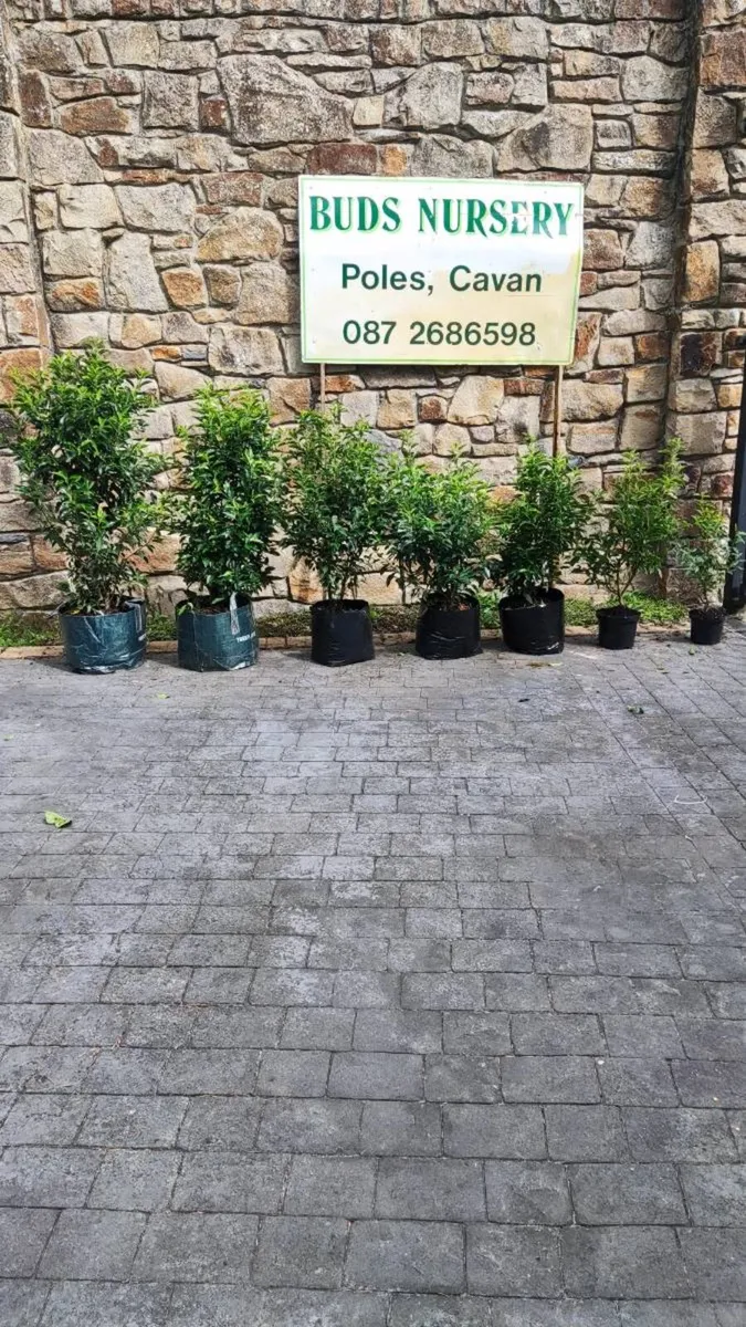 LAUREL HEDGING in 5 litre pot 4ft just 5 euro - Image 2