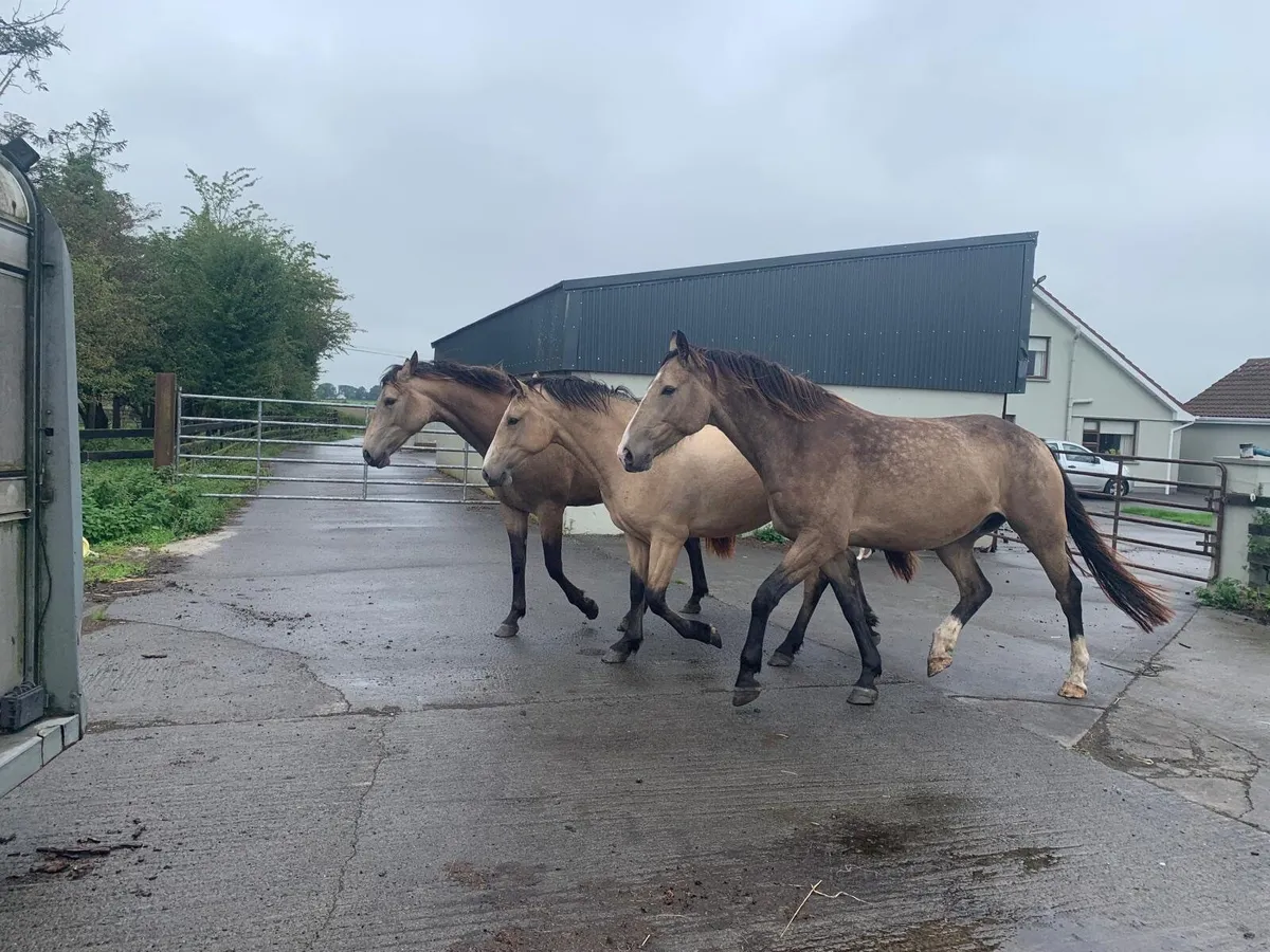 4 year old Gelding by Classiebawn Hughs Promise - Image 4