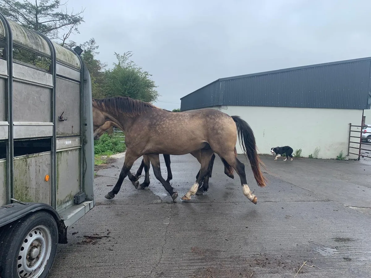 4 year old Gelding by Classiebawn Hughs Promise - Image 3