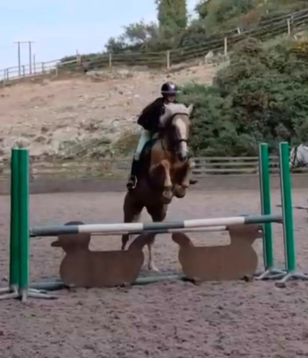 *Dream Palomino Allrounder* - Image 4