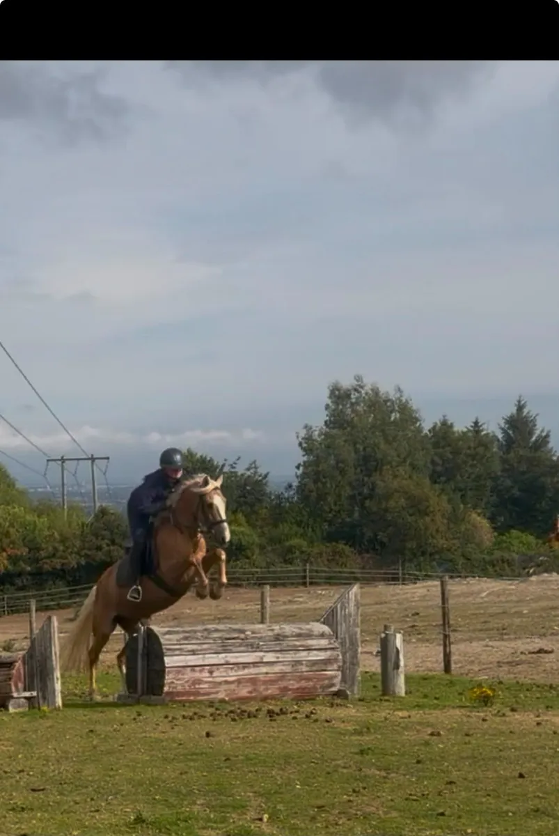 *Dream Palomino Allrounder* - Image 3
