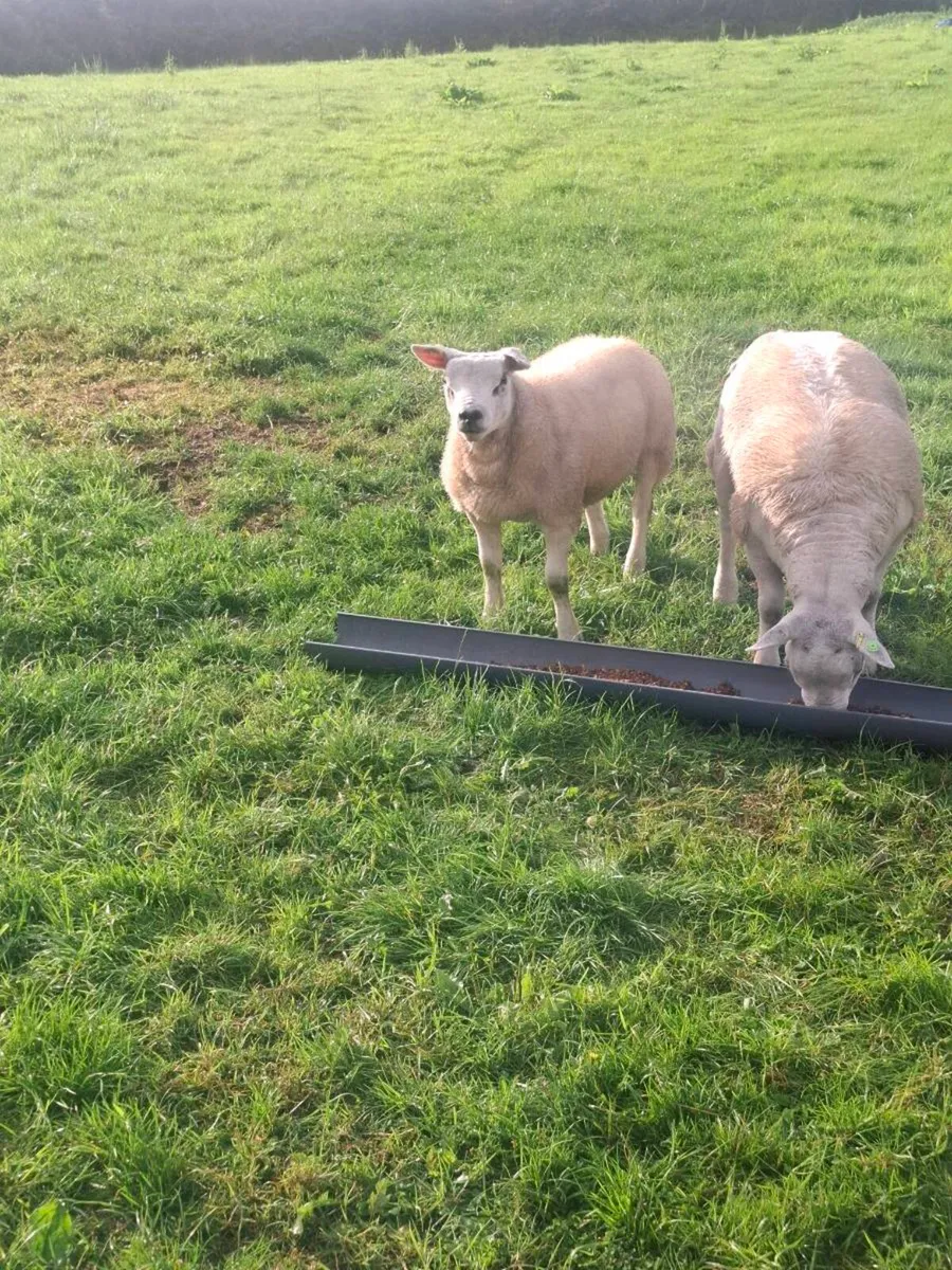 Texel ram - Image 1