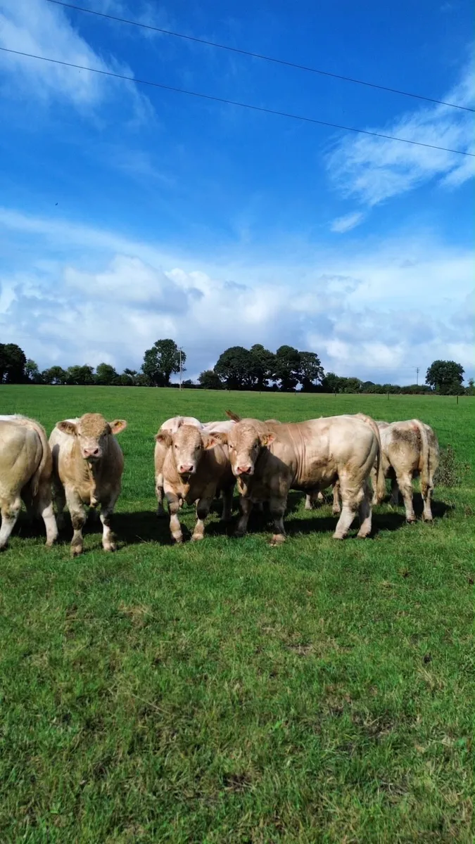 Charolais bulls for sale - Image 1