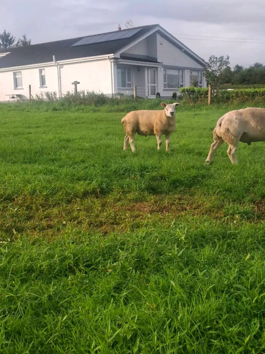 Texel ram - Image 2