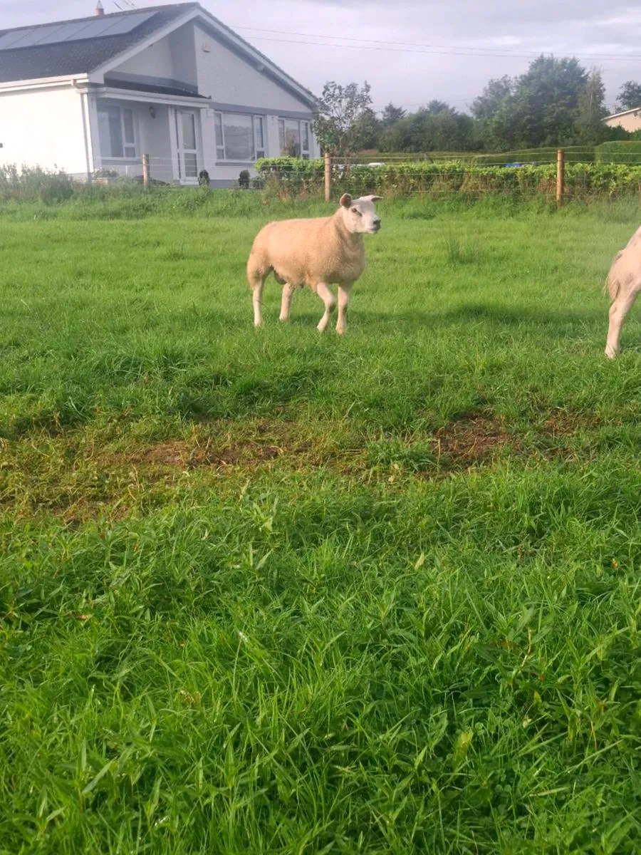 Texel ram - Image 3