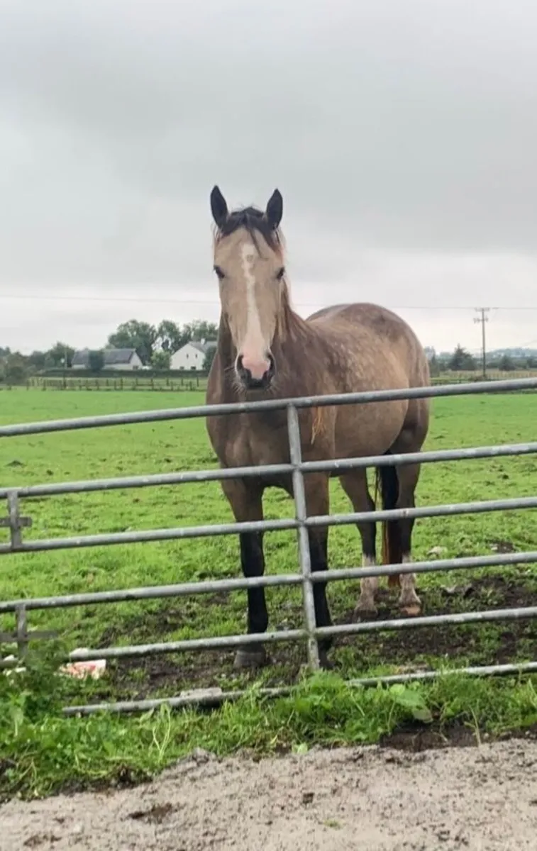 4 year old Gelding by Classiebawn Hughs Promise - Image 2
