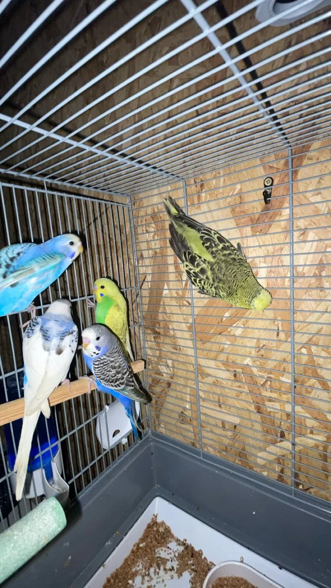 Budgies - Image 4