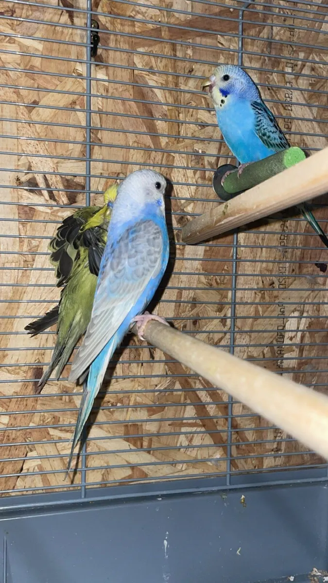 Budgies - Image 1