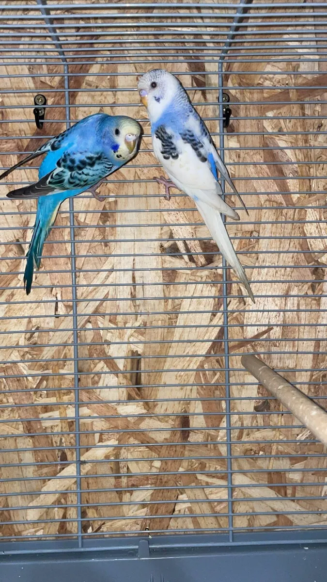 Budgies - Image 2
