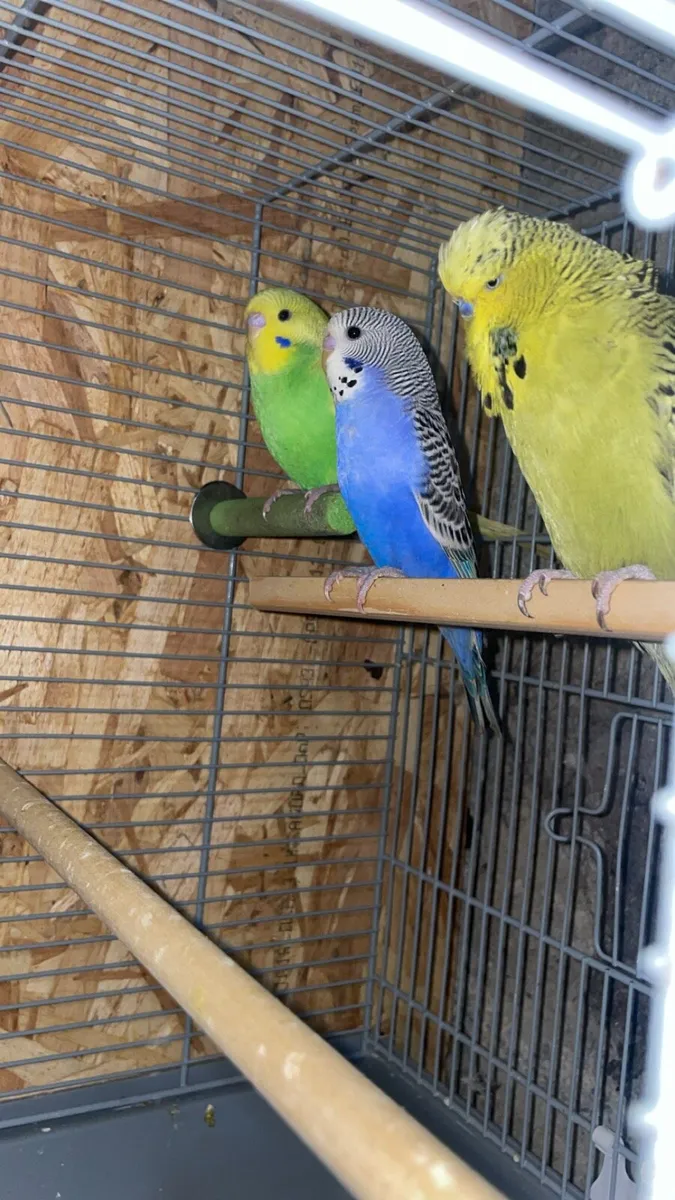 Budgies - Image 3