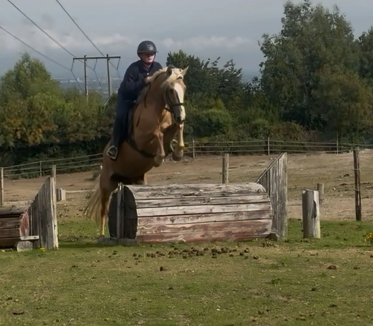 *Dream Palomino Allrounder* - Image 1
