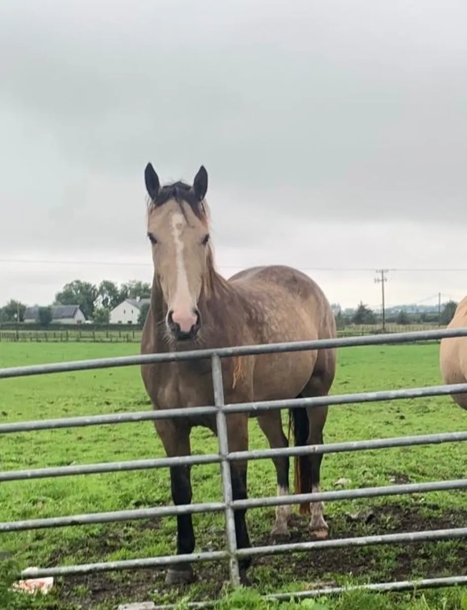 4 year old Gelding by Classiebawn Hughs Promise - Image 1