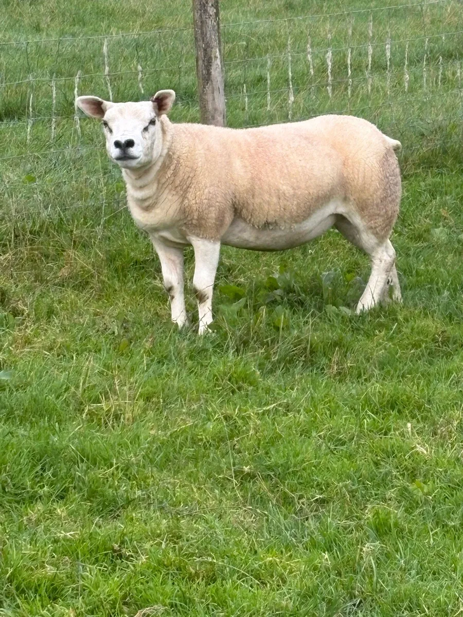 Pedigree Texel gimmers - Image 2
