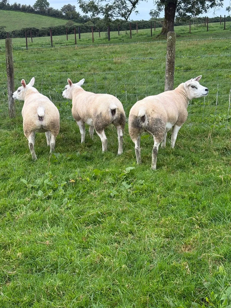 Pedigree Texel gimmers - Image 3