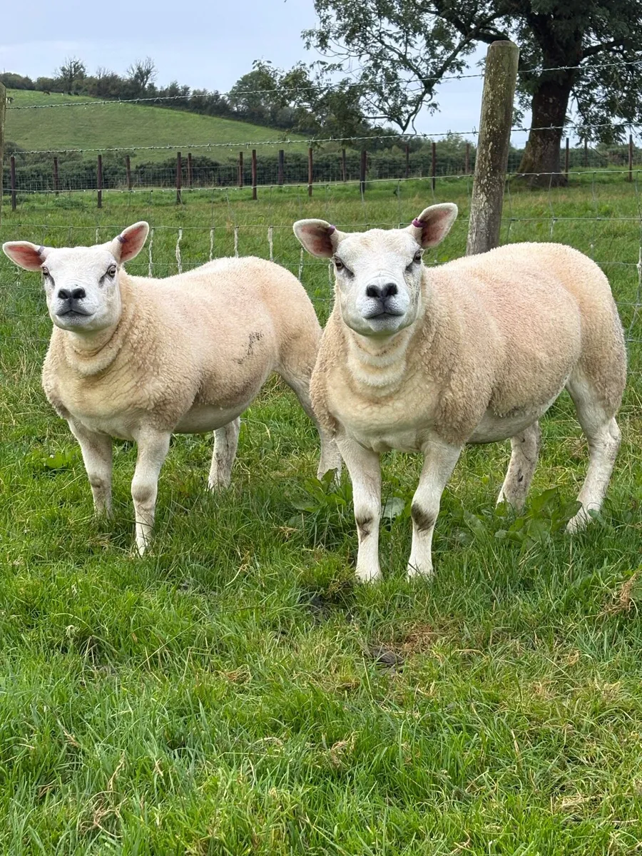 Pedigree Texel gimmers - Image 1