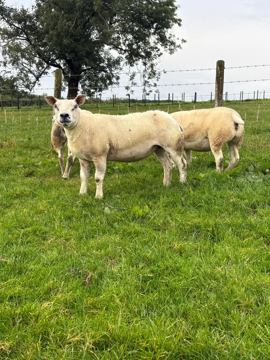 Pedigree Texel gimmers - Image 4