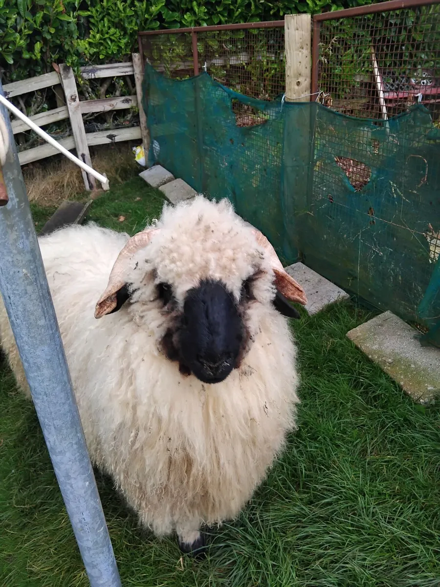Super valais blacknose ram lamb - Image 1