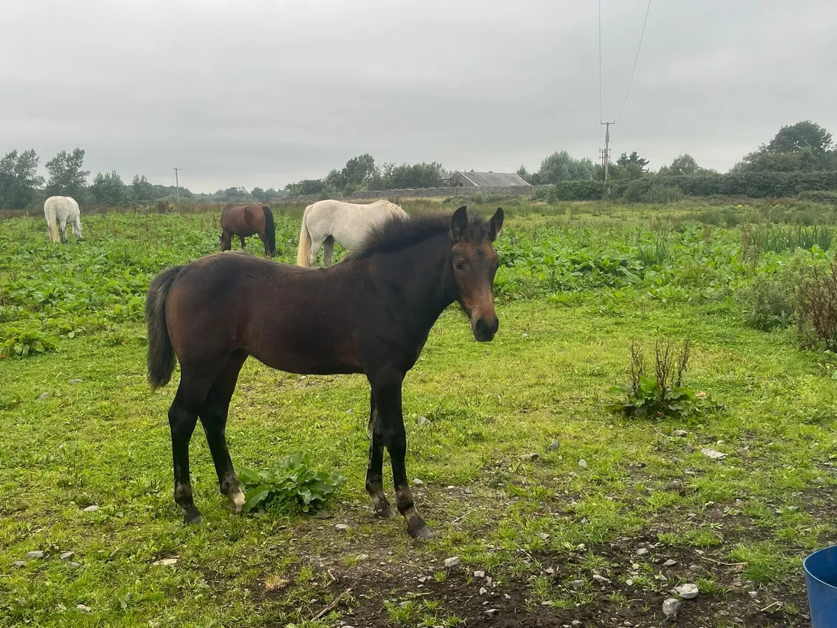 Foal - Image 2