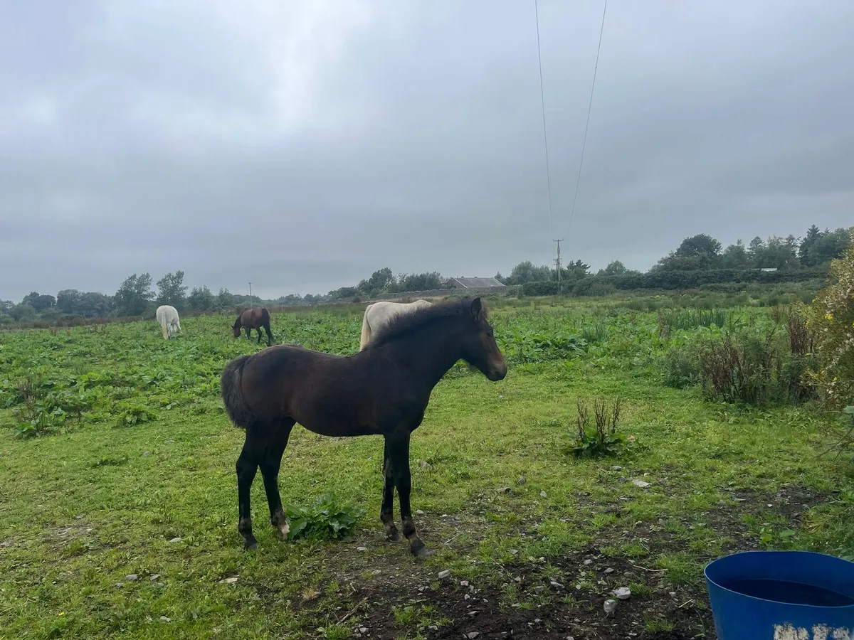 Foal - Image 3
