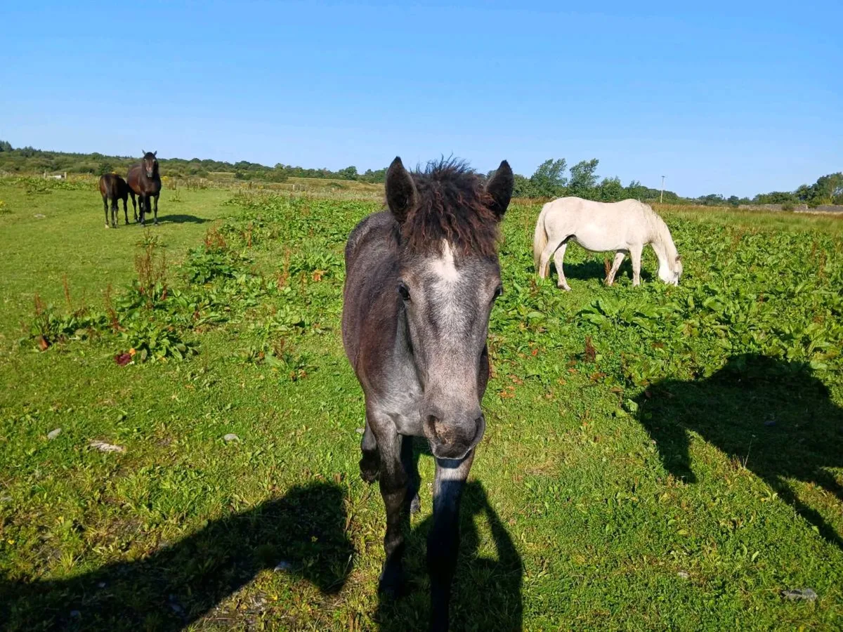 Foal - Image 4