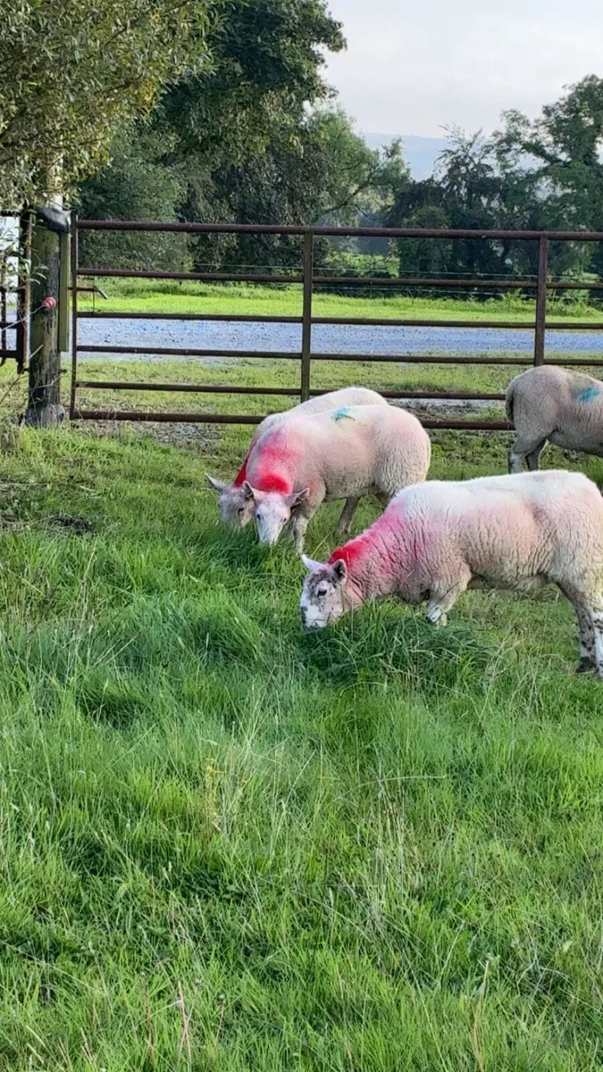 Crossbred Cheviot hogget ewes - Image 1