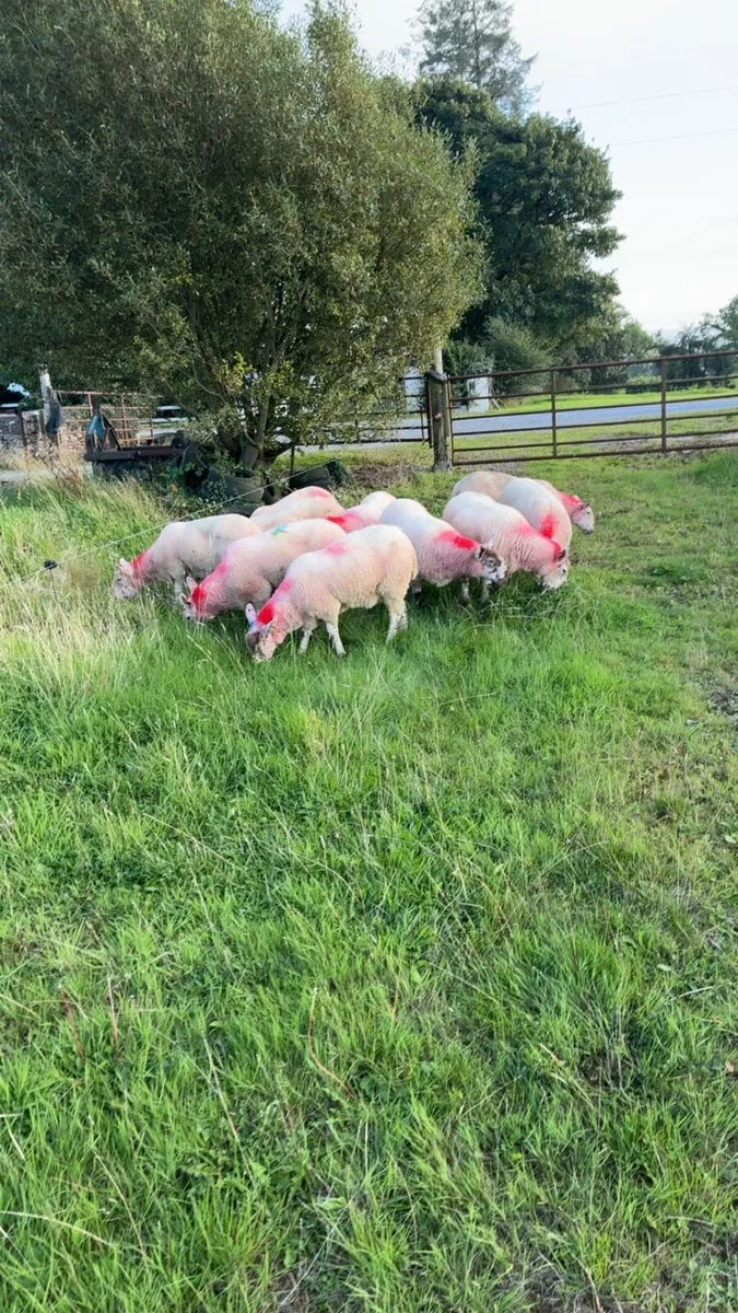 Crossbred Cheviot hogget ewes - Image 2
