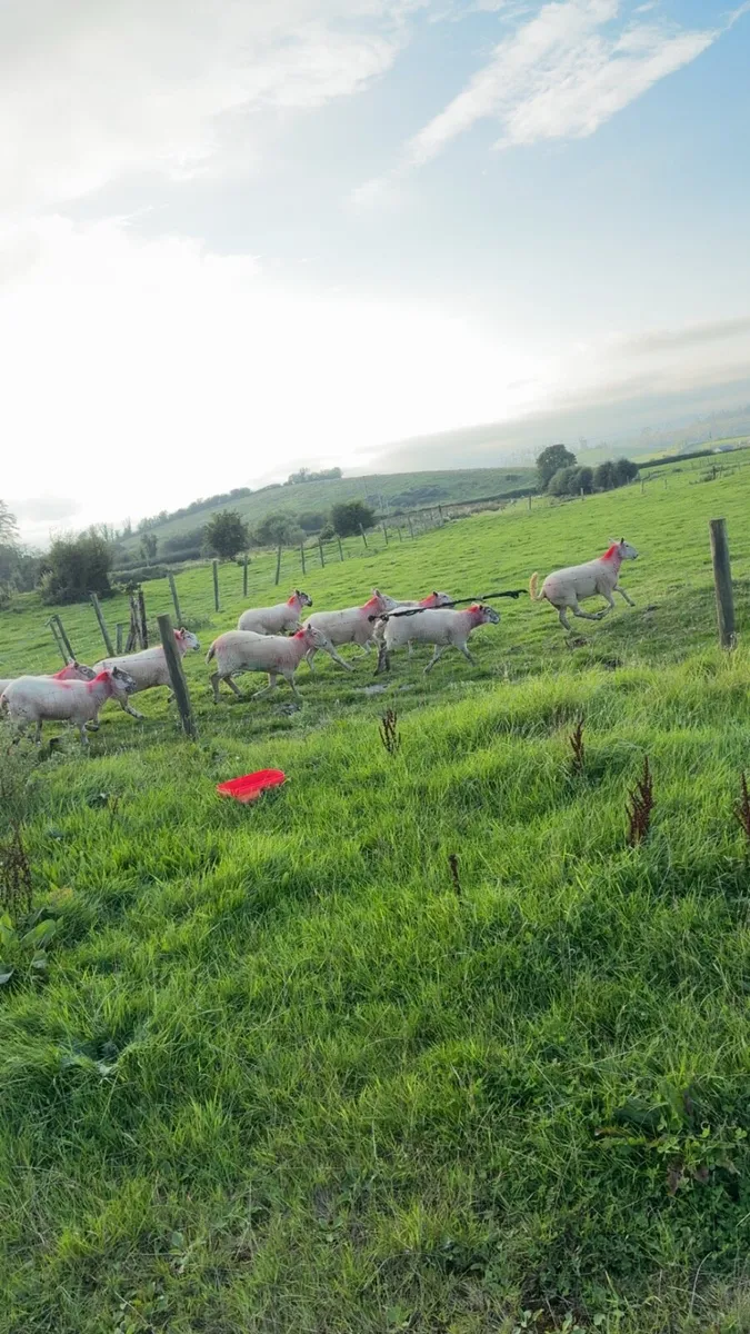 Crossbred Cheviot hogget ewes - Image 3
