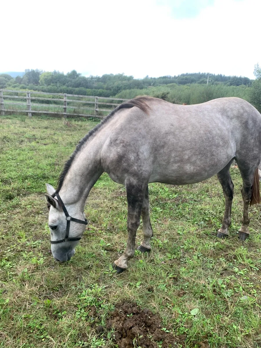 Mare Horse - Image 1