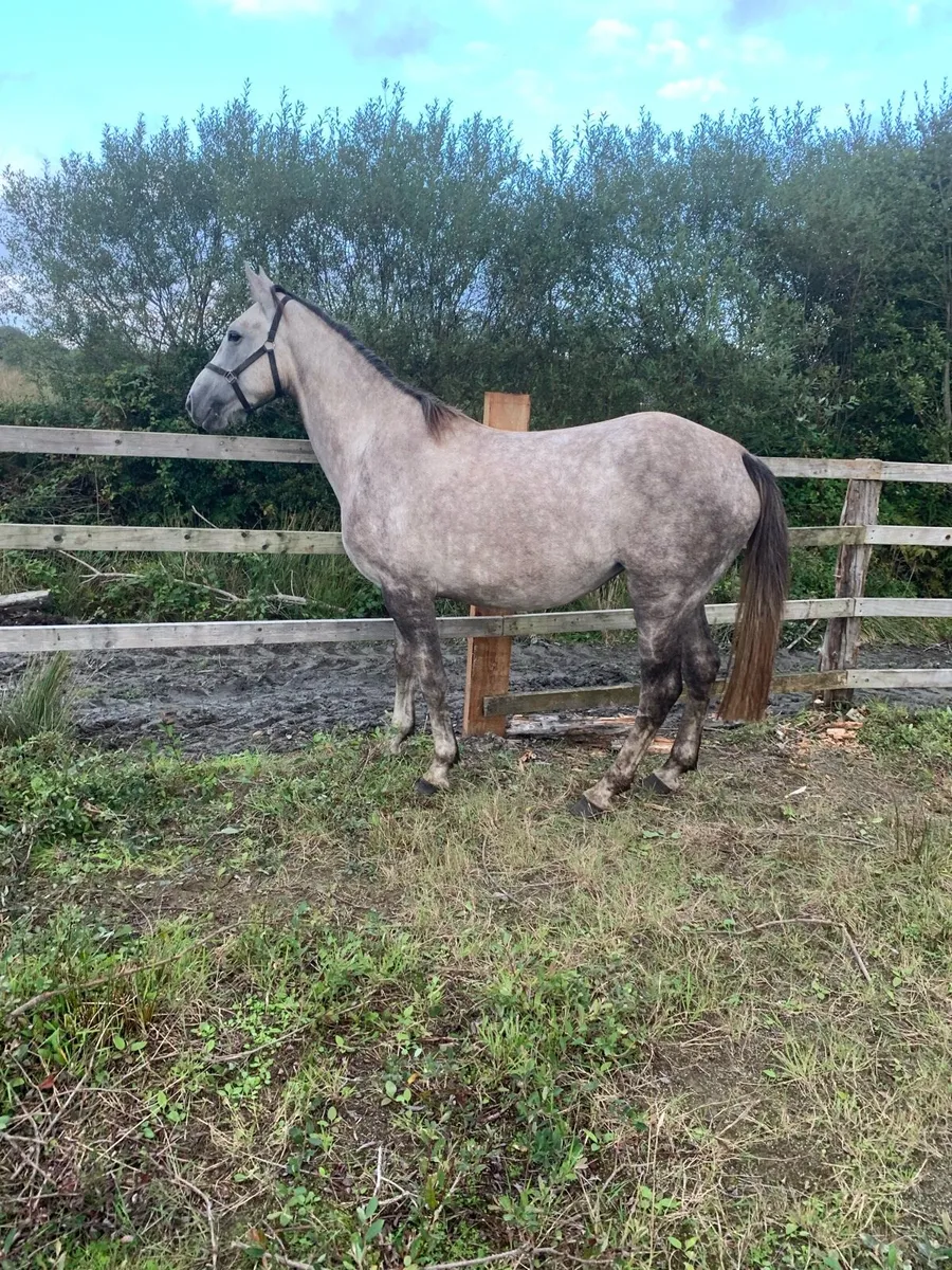 Mare Horse - Image 3