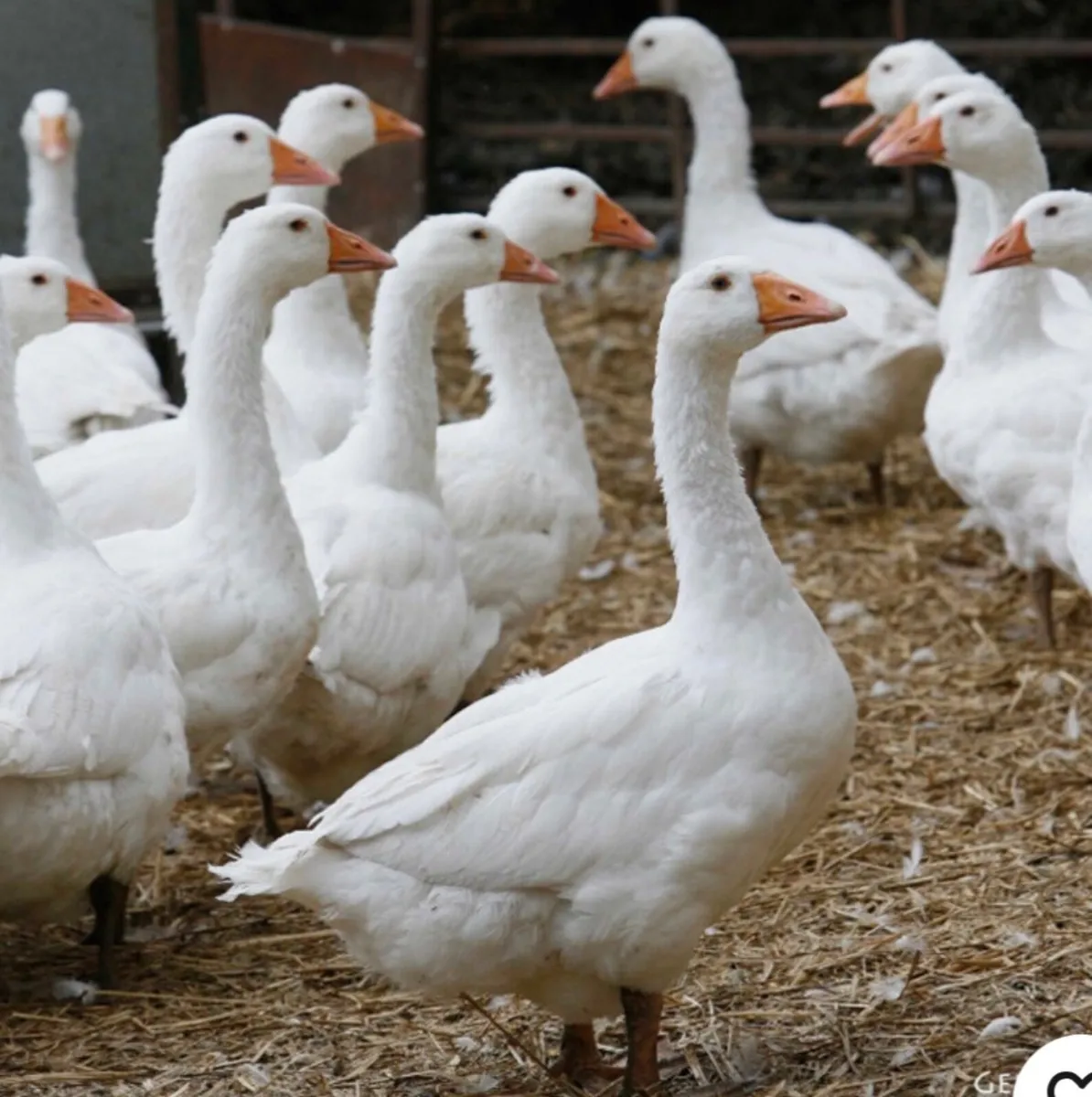 Wanted Drake, Gander or Goose - Image 2