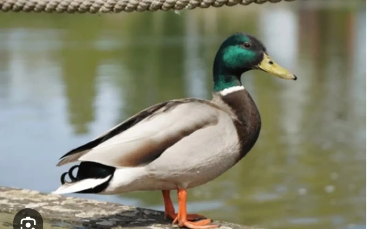 Wanted Drake, Gander or Goose - Image 1