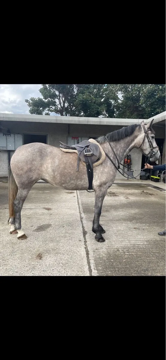 3yr old ID filly - Image 2